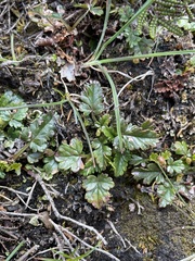 Rubus gunnianus