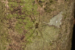 Neopantopsalis pentheter