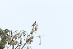 Psilopogon haemacephalus roseus