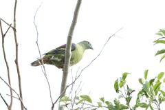 Treron griseicauda
