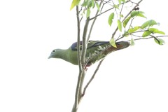 Treron griseicauda