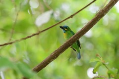 Psilopogon australis