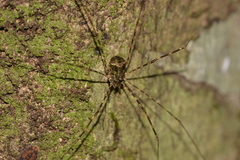 Neopantopsalis pentheter