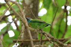 Psilopogon australis