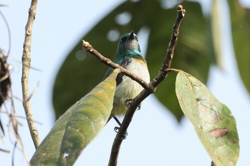 Grey-chinned Sunbird (Anthreptes tephrolaemus), photo 8