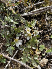 Rubus gunnianus