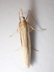 Orocrambus