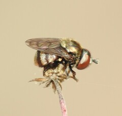 Microdontinae