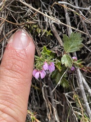 Tetratheca procumbens