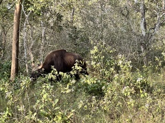 Bos gaurus