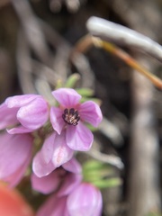 Tetratheca procumbens