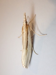 Orocrambus