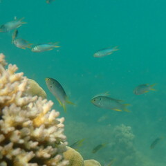 Neopomacentrus nemurus