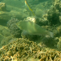 Scarus rivulatus