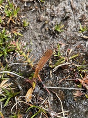 Drosera arcturi