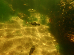 Tetractenos glaber