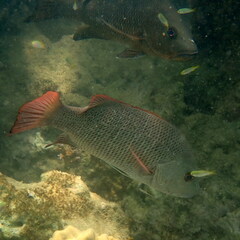 Lutjanus argentimaculatus