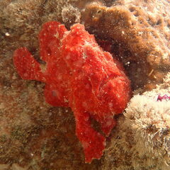 Antennarius commerson