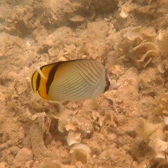 Chaetodon vagabundus