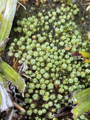 Pterygopappus lawrencei