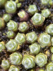 Pterygopappus lawrencei