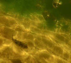 Tetractenos glaber