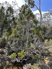 Athrotaxis selaginoides