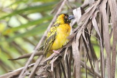 Ploceus cucullatus bohndorffi