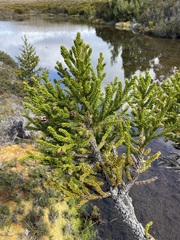 Athrotaxis selaginoides