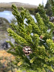 Athrotaxis selaginoides