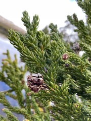 Athrotaxis selaginoides