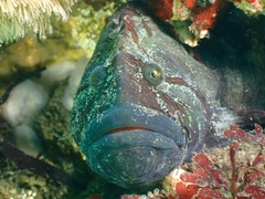 Cebidichthys violaceus