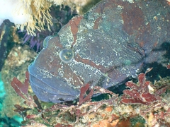 Cebidichthys violaceus