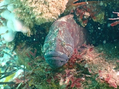 Cebidichthys violaceus