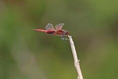 Tramea stenoloba