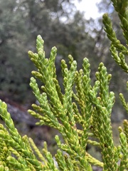 Athrotaxis × laxifolia