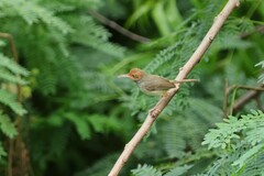 Orthotomus sepium