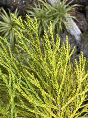 Athrotaxis × laxifolia