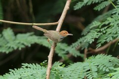 Orthotomus sepium