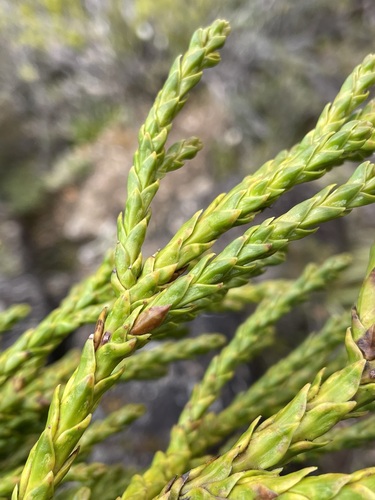 Athrotaxis × laxifolia, photograph 3