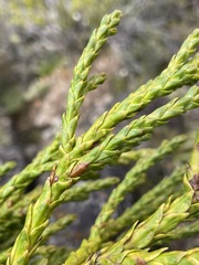 Athrotaxis × laxifolia