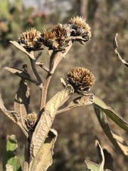 Aldama buddlejiformis