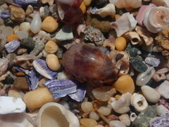 Purpuradusta gracilis