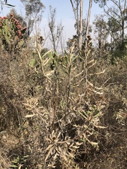 Aldama buddlejiformis