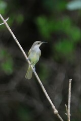 Lichmera indistincta