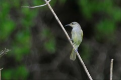 Lichmera indistincta