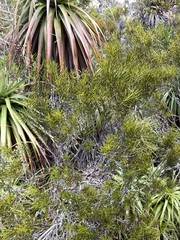 Orites acicularis