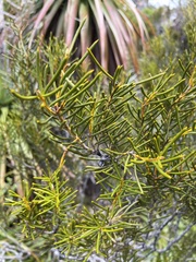 Orites acicularis