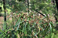 Cyperus lucidus