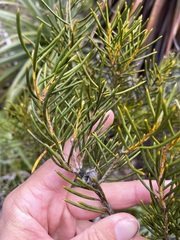 Orites acicularis